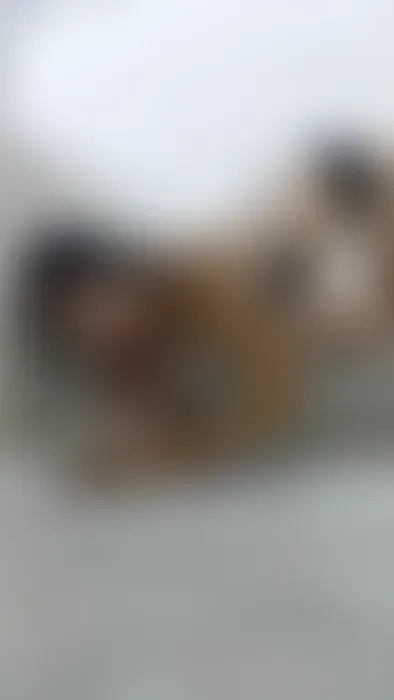 Putita divertida se lo chupa de la cabeza